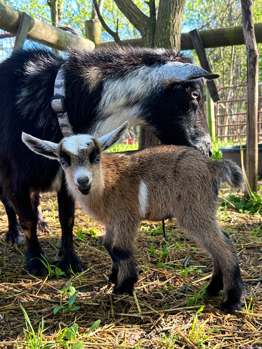 Storm said “You get one from me but I’ll make it a large”