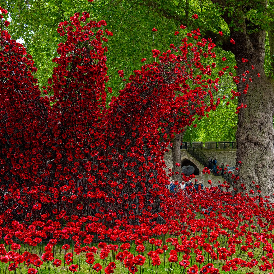 BFBSRadioHQ's tweet image. The @TowerOfLondon, dressed in poppies for #VEDay80🌹