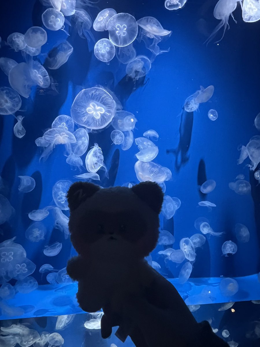 moringliwill (@moringliwill) on Twitter photo 