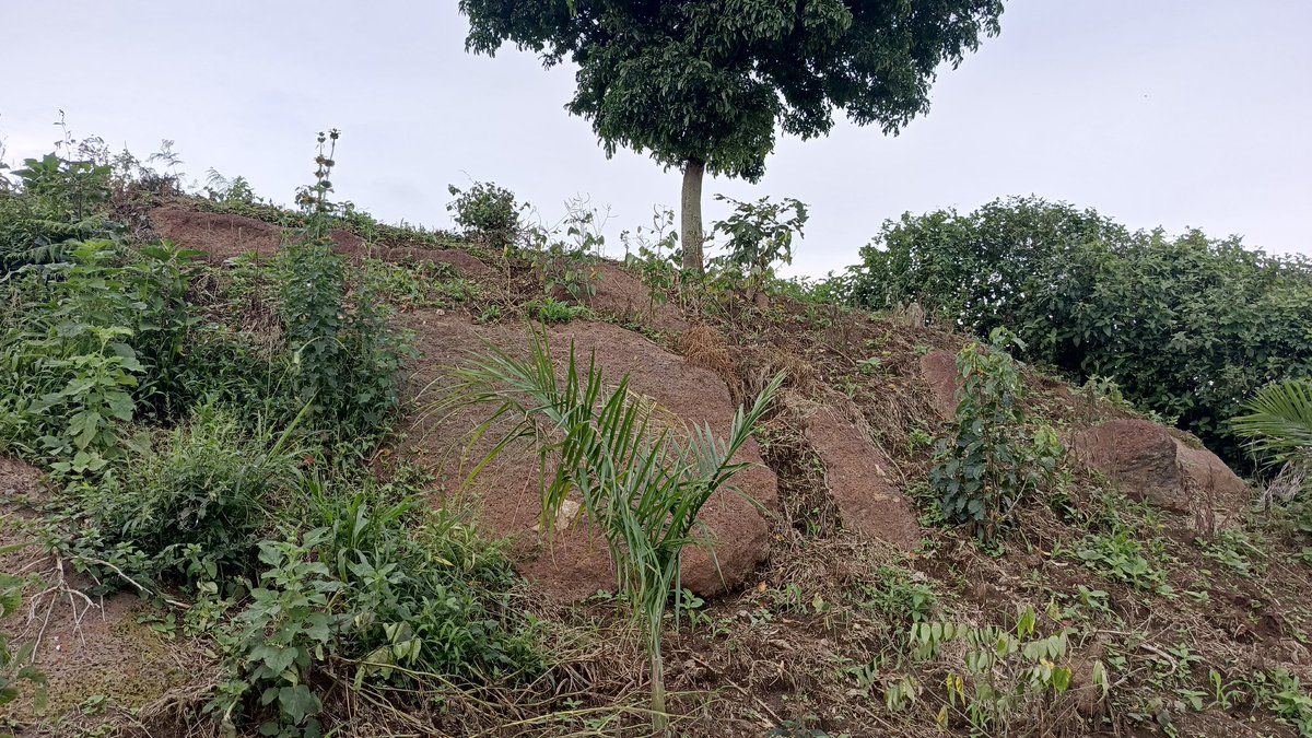 DeborahTusingw4's tweet image. The beauty of studying soil and rock behavior? 

It gives you data-backed decisions—not guesses.

If you need to test your rocks or soil? 
Call us:
+256770836731

#geotechnicaltesting #investigation #rocktesting #mining #Construction #geotech #soilmechanics  #geology #follow