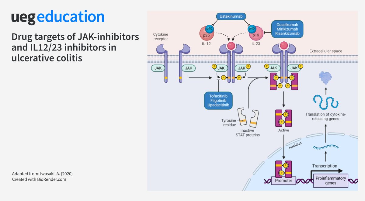 🧐How do JAK- and IL12/23 inhibitors help treat Ulcerative Colitis? 
📢Join our online course on UC to gain a deeper understanding of the mechanisms of action of different drug classes, focusing on when and how to use them.    
🔗Access on Gutflix: bit.ly/3RQpDUl
