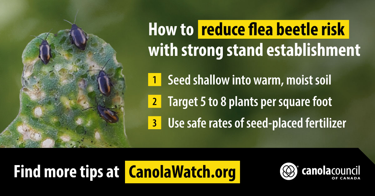 Canola Council of Canada (@canolacouncil) on Twitter photo Stand up to flea beetles – check out these tips from <a href="/CanolaWatch/">CW Jay Whetter</a> to help achieve strong stand establishment: canolacouncil.org/canola-watch/f… Stand up to flea beetles – check out these tips from <a href="/CanolaWatch/">CW Jay Whetter</a> to help achieve strong stand establishment: canolacouncil.org/canola-watch/f…