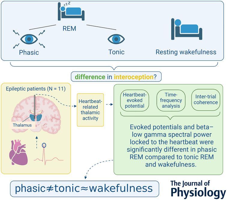 Journal of Physiology (@jphysiol) on Twitter photo Recent #Research from Péter Simor (<a href="/ELTE_UNI/">ELTE - Eötvös Loránd University</a> <a href="/semmelweishu/">Semmelweis University</a>) et al. indicates that #heartbeat-related activity in the anterior thalamus differs between phasic and tonic #REM sleep 🫀💤
📜 Read it here: buff.ly/oigAVpi Recent #Research from Péter Simor (<a href="/ELTE_UNI/">ELTE - Eötvös Loránd University</a> <a href="/semmelweishu/">Semmelweis University</a>) et al. indicates that #heartbeat-related activity in the anterior thalamus differs between phasic and tonic #REM sleep 🫀💤
📜 Read it here: buff.ly/oigAVpi