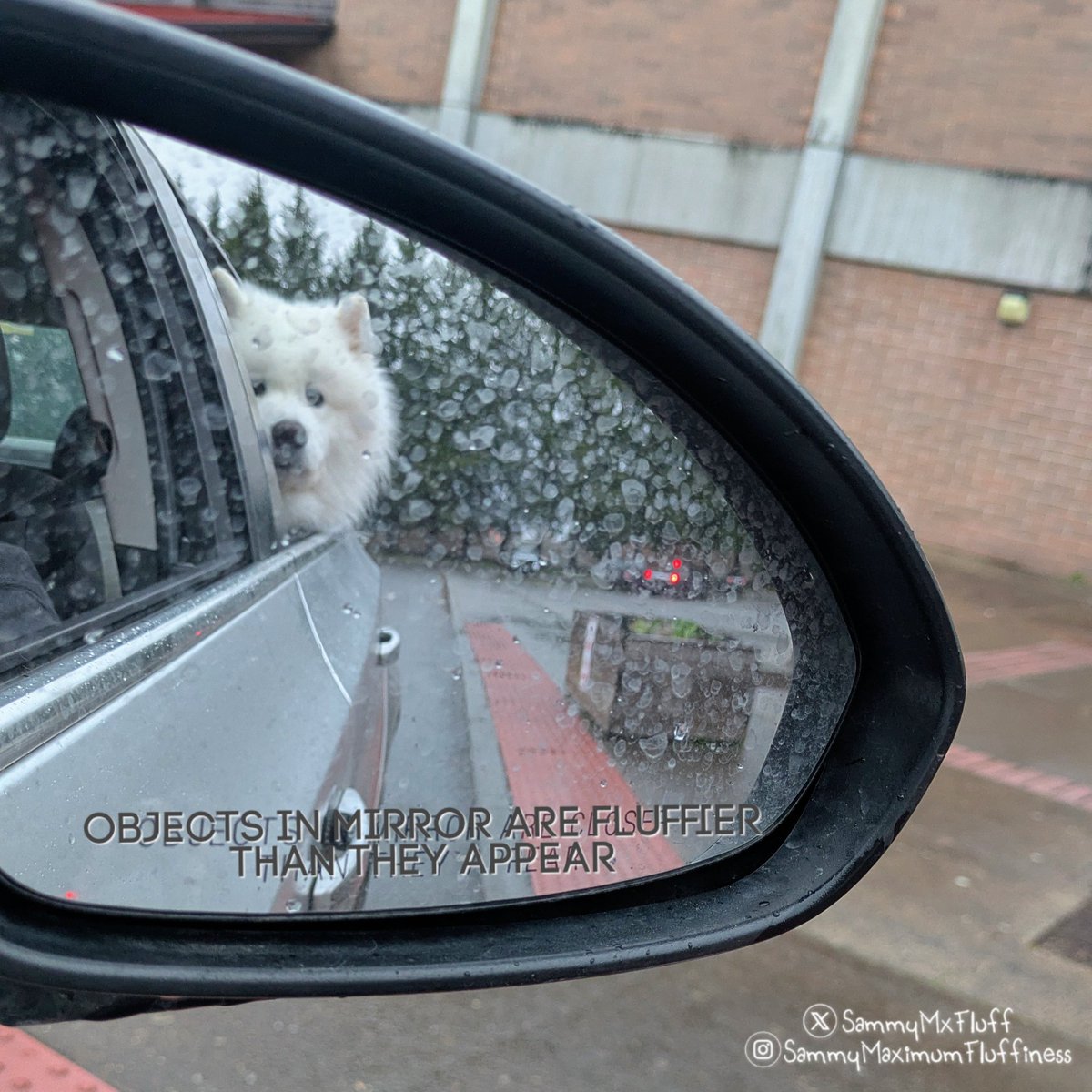 SammyMxFluff's tweet image. Even with winter coat shedding 😆... still the fluffiest 😁🐾 

#doglife #funnydog #doglover #dogshenanigans #samoyedlife #sammymaximumfluffiness