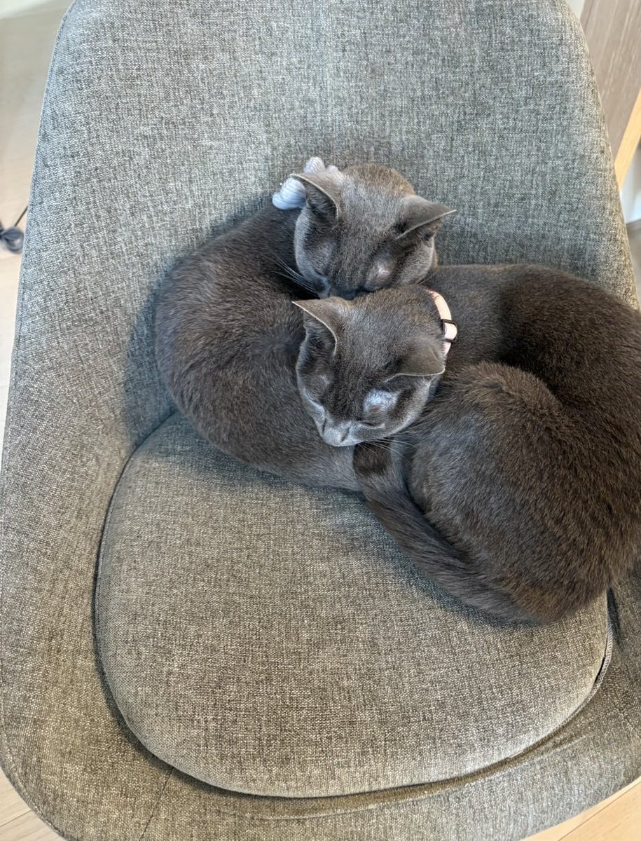 ちみ・みみ (@chimi_mimi) on Twitter photo 