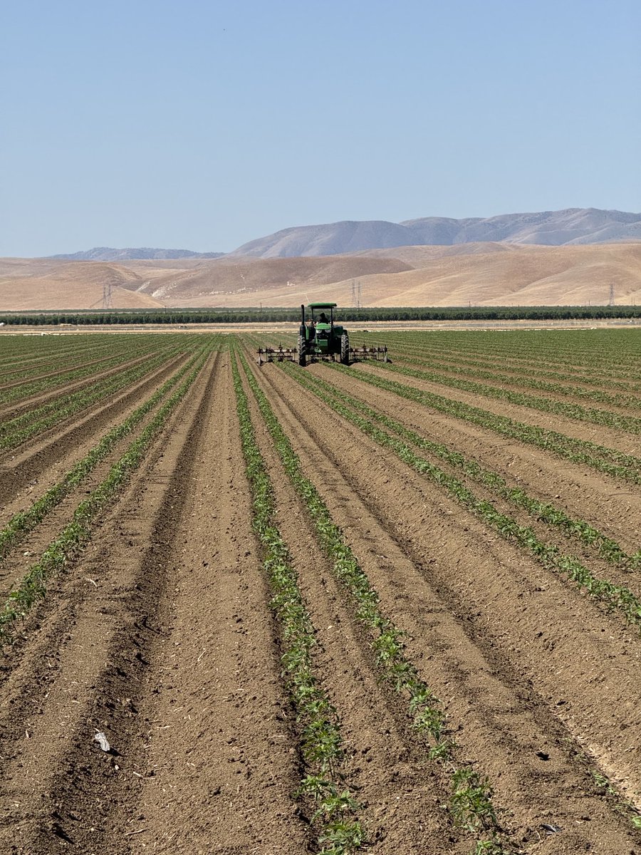 DelBosqueFarms's tweet image. Good morning! We’re cultivating processing tomatoes today in Merced County. DYK that California produces 95% of all the processing tomatoes in the US?