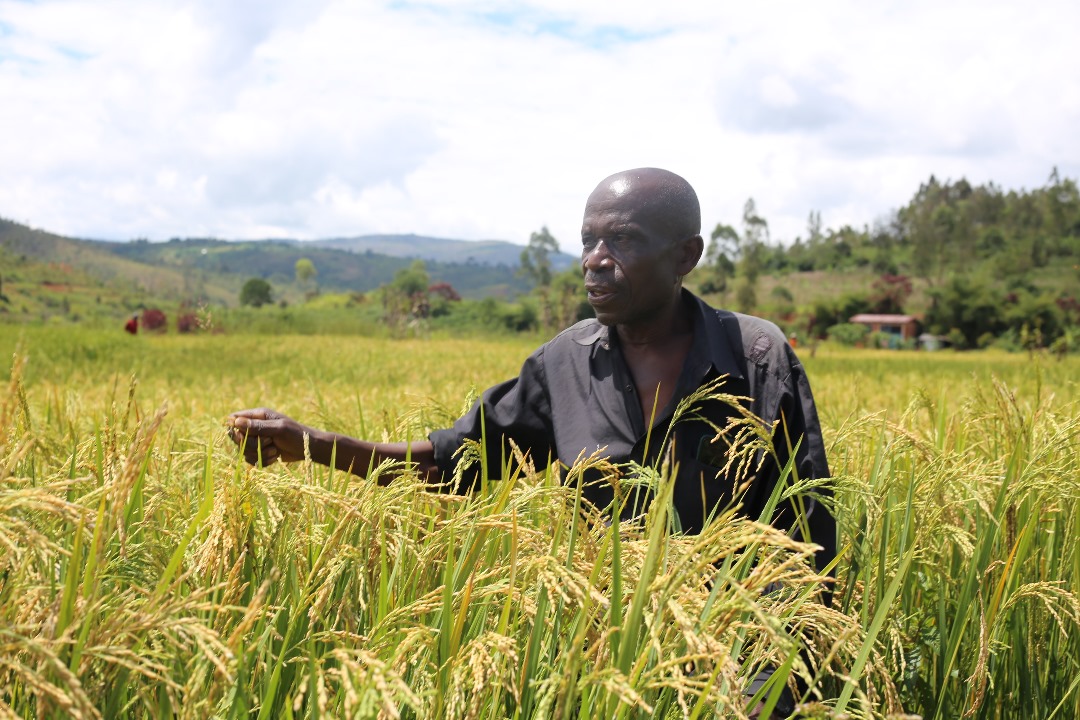 IWACU Burundi (@iwacuinfo) on Twitter photo Première étape ce mardi à <a href="/Gitega/">Province Gitega</a> d'une visite de 3 jours des réalisations du projet IAP-FS de <a href="/FAOBurundi/">FAO au Burundi</a> dans sa zone d'intervention par une délégation de haut niveau du <a href="/BMineagrie/">BURUNDI/MINEAGRIE</a>, <a href="/FAOBurundi/">FAO au Burundi</a> <a href="/PissangT/">Pissang Tchangai Dadémanao</a> et l'administration provinciale.
Lors de cette première journée, la Première étape ce mardi à <a href="/Gitega/">Province Gitega</a> d'une visite de 3 jours des réalisations du projet IAP-FS de <a href="/FAOBurundi/">FAO au Burundi</a> dans sa zone d'intervention par une délégation de haut niveau du <a href="/BMineagrie/">BURUNDI/MINEAGRIE</a>, <a href="/FAOBurundi/">FAO au Burundi</a> <a href="/PissangT/">Pissang Tchangai Dadémanao</a> et l'administration provinciale.
Lors de cette première journée, la