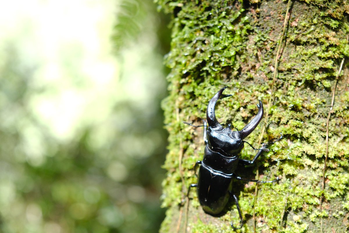 🦏インドネシア🇮🇩