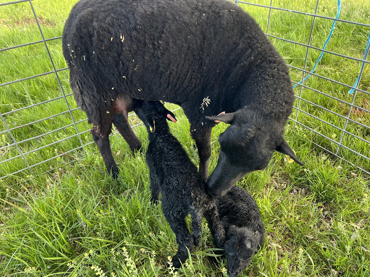 Edith Stone twins ewe and ram by Gandalf. Ram had head down between legs. Had to reposition.