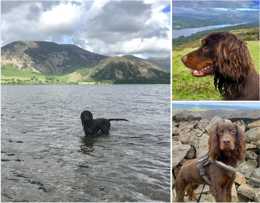 Bella came to us at the #QVSH for #TPLO surgery after a cruciate ligament injury.

Today? She’s climbed #ScafellPike 🐾
Her owner said “Bella hasn't taken one lame step since… she's just a very happy dog.” 💪🐶

Read the full story here: hospital.vet.cam.ac.uk/news/four-paws…

#SpanielLife