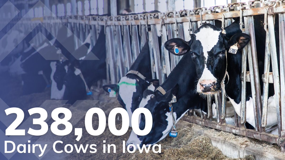 🐄 June is Dairy Month! Iowa's dairy industry is thriving with 238,000 dairy cows producing 5.1 billion pounds of milk annually. This vital sector supports over 15,000 jobs and significantly boosts our economy. 🥛 

🔗bit.ly/IA-Ag-Intel