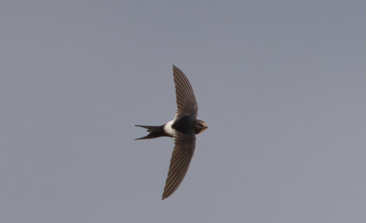 And just down the road fantastic views of White-rumped Swift that had just returned from Africa.  Great to see them in #Cadiz province, and unlike the Little Bustard they seem to be increasing in number.