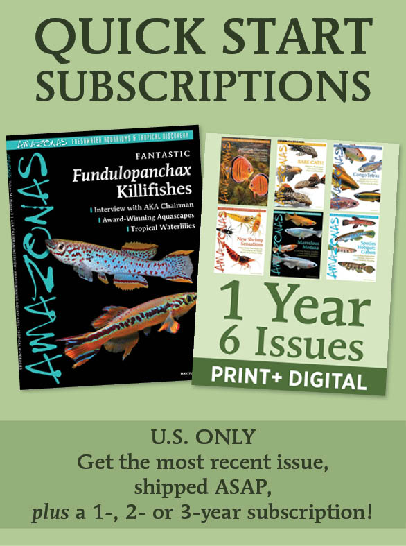 AmazonasMag's tweet image. Hate waiting? So do we! Missed the renewal deadline? Here's your second chance!
Start with the current issue (FANTASTIC #FUNDULOPANCHAX #KILLIFISHES) shipped ASAP! Then get 6, 12, or 18 more issues! This is a new, webstore-exclusive offer.
Order now at aquaticmediapress.com/shop/amazonas-…
