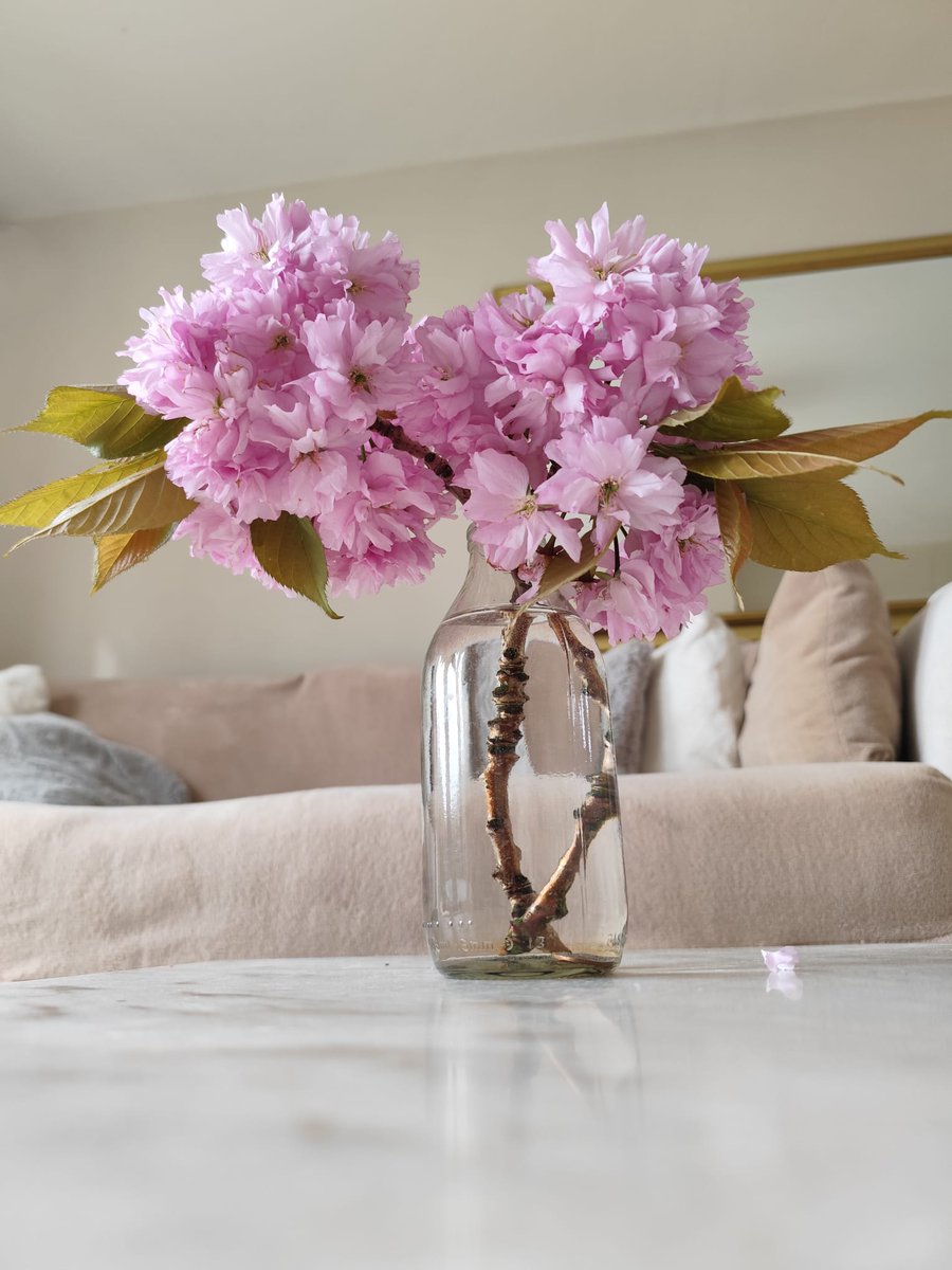 tyronewarren819's tweet image. Random ish!
#Spacemen3 #CherryBlossom #BarnetFC #Portrait