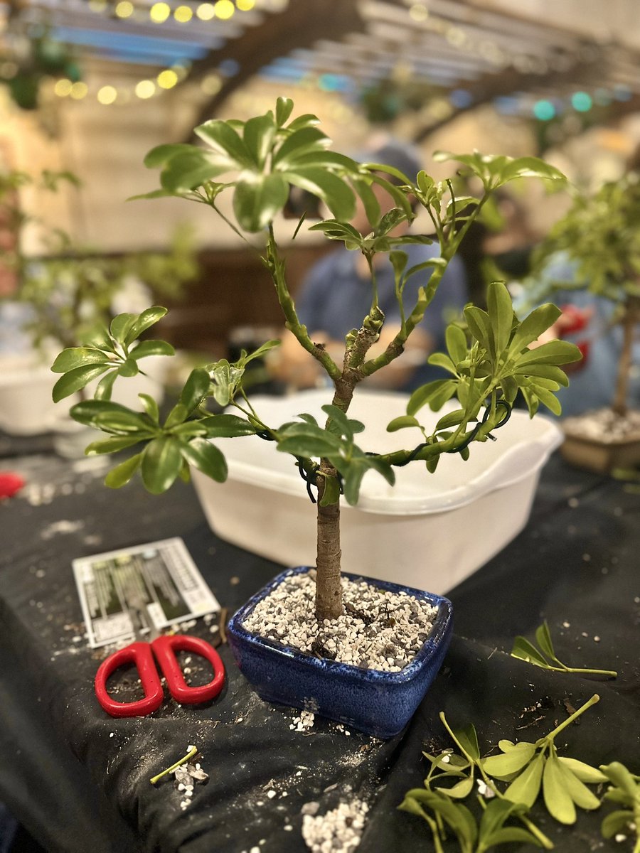 BonsaiBride's tweet image. Happy birthday (yesterday) to the love of my life! What a blessing it is to be your wife! 28 has never looked so good!! Also introducing the newest members of the bonsai fam: Bon Bon and Bonnie! @BonsaiBroz