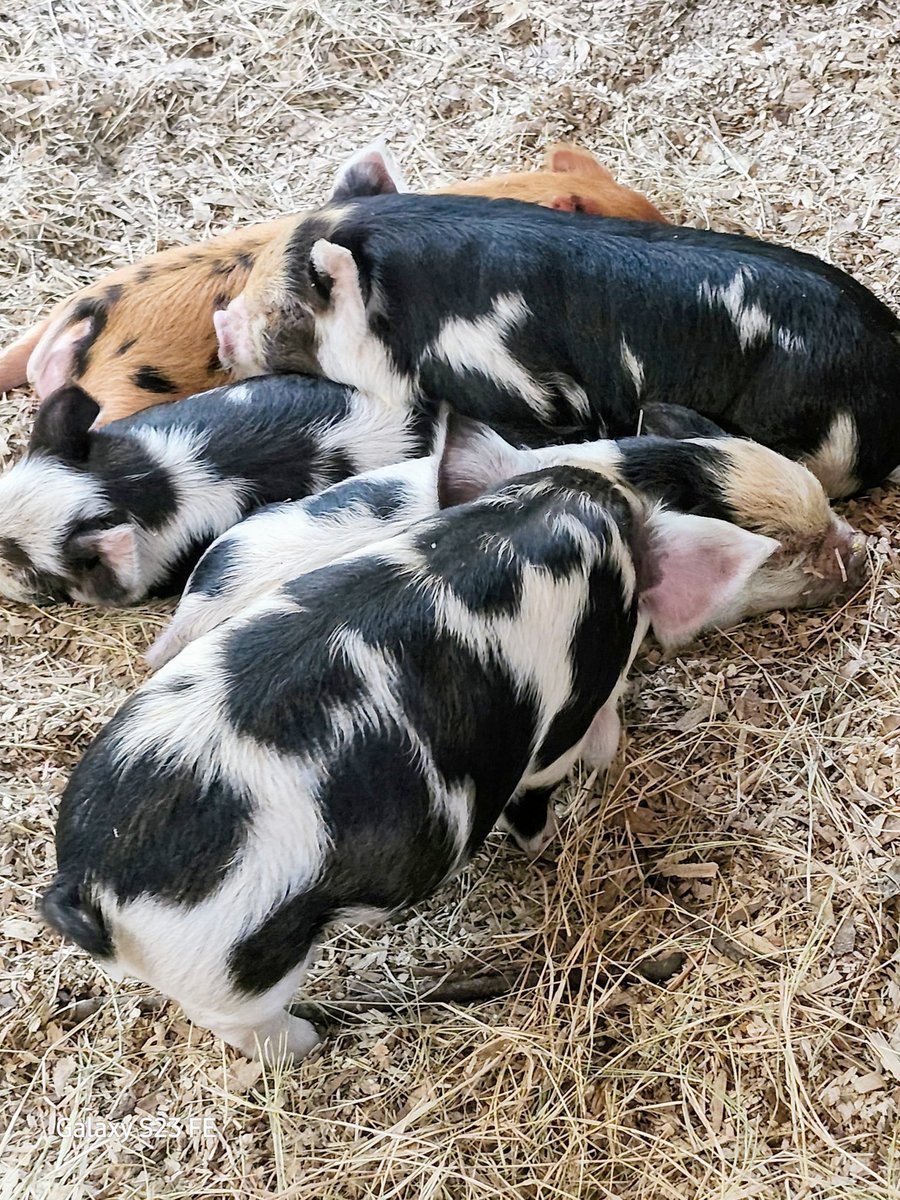 Wednesday Community Connects 2/2
Amazing list of Farmers, Ranchers, Homesteaders, and Holistics. Follow and LEARN from these amazing humans! Community is the way we THRIVE! 
And check their websites for supplies.
🐄🐂🐓🐖🧼🫧🕯️👕 

<a href="/PeggiBosquez/">Peggi</a> happyhollowfarmsllc.com