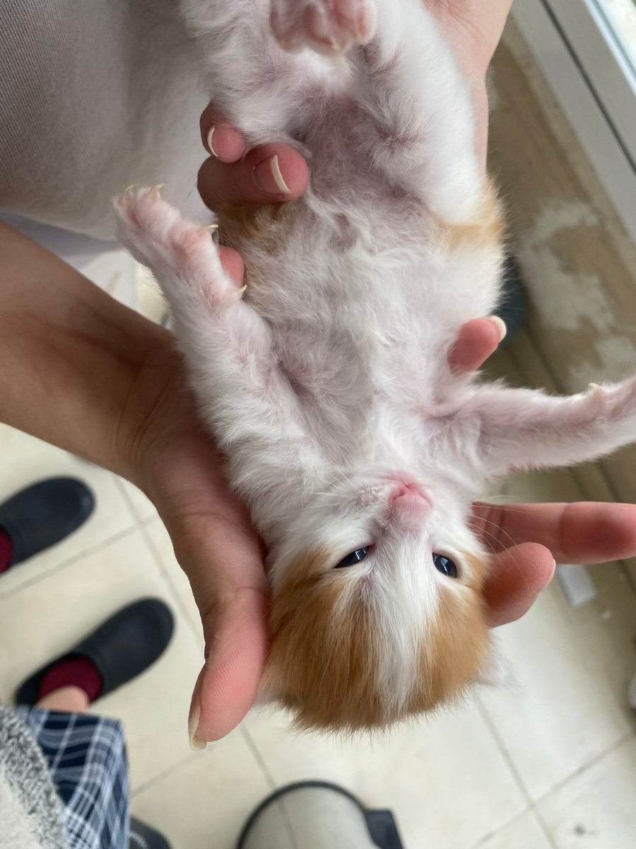 Sizleri Prens,Thenio ve Hasharia ile tanıştırmak istiyorum.
Bu üç fare Prensesimin bebekleri.Prenses doğum sancısı çektiği sırada kızgınlıktaki erkek kediler kovaladığı için kıyamayıp binanın deposuna koymuştum."Pire olur" gerekçesiyle bana haber vermeden bahçeye atmışlar iki+