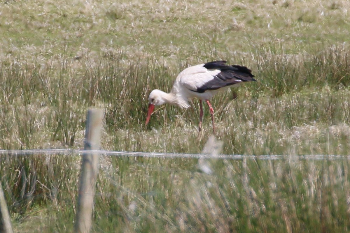 JamesyMurphy's tweet photo. White Stork at Coddstown, Co, Wexford today https://t.co/5JFVigixOq