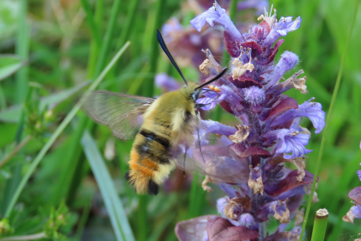 donnarainey4's tweet photo. My first Narrow bordered bee hawkmoth of the year. Such a stunning #moth https://t.co/MxWp14zuj8