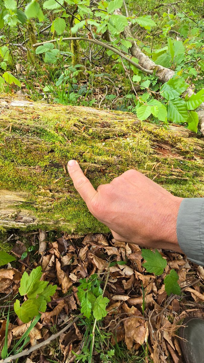 Jamie warren (@jamiewa50042387) on Twitter photo Tetraphis pellucida displaying Non-fertile shoots with Gemmae cups formed from crowded leaves ,filled with disc-shaped Gemmae, growing on an old pine log in woodland on the edge of the Usk reservoir on Monday <a href="/BBSbryology/">BBSBryology</a> Tetraphis pellucida displaying Non-fertile shoots with Gemmae cups formed from crowded leaves ,filled with disc-shaped Gemmae, growing on an old pine log in woodland on the edge of the Usk reservoir on Monday <a href="/BBSbryology/">BBSBryology</a>