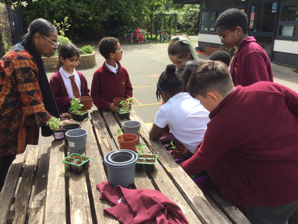 MissWardHMPS's tweet photo. Year 4 have been enjoying some gardening in the sun ☀️ Our pepper plants 🫑 are growing and we’ve replanted them into bigger pots #growing #outdoorlearning @HerbMorrPriSch https://t.co/MF4pijZd3Z