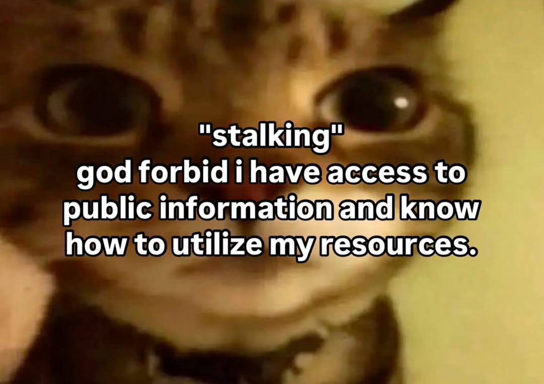 LiterallyMeCats (@literallymecats) on Twitter photo 