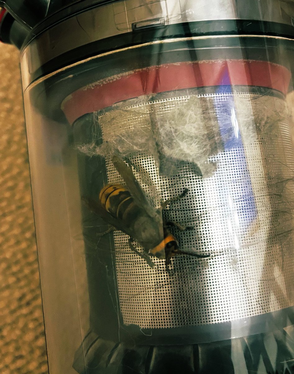 Matthew Kvesic (@mattkvesic) on Twitter photo Presuming a hornet… not just a jacked wasp? Either way, absolutely bloody huge… I know <a href="/TheTiercel/">James Chubb</a> will have an idea! 🐝 Presuming a hornet… not just a jacked wasp? Either way, absolutely bloody huge… I know <a href="/TheTiercel/">James Chubb</a> will have an idea! 🐝