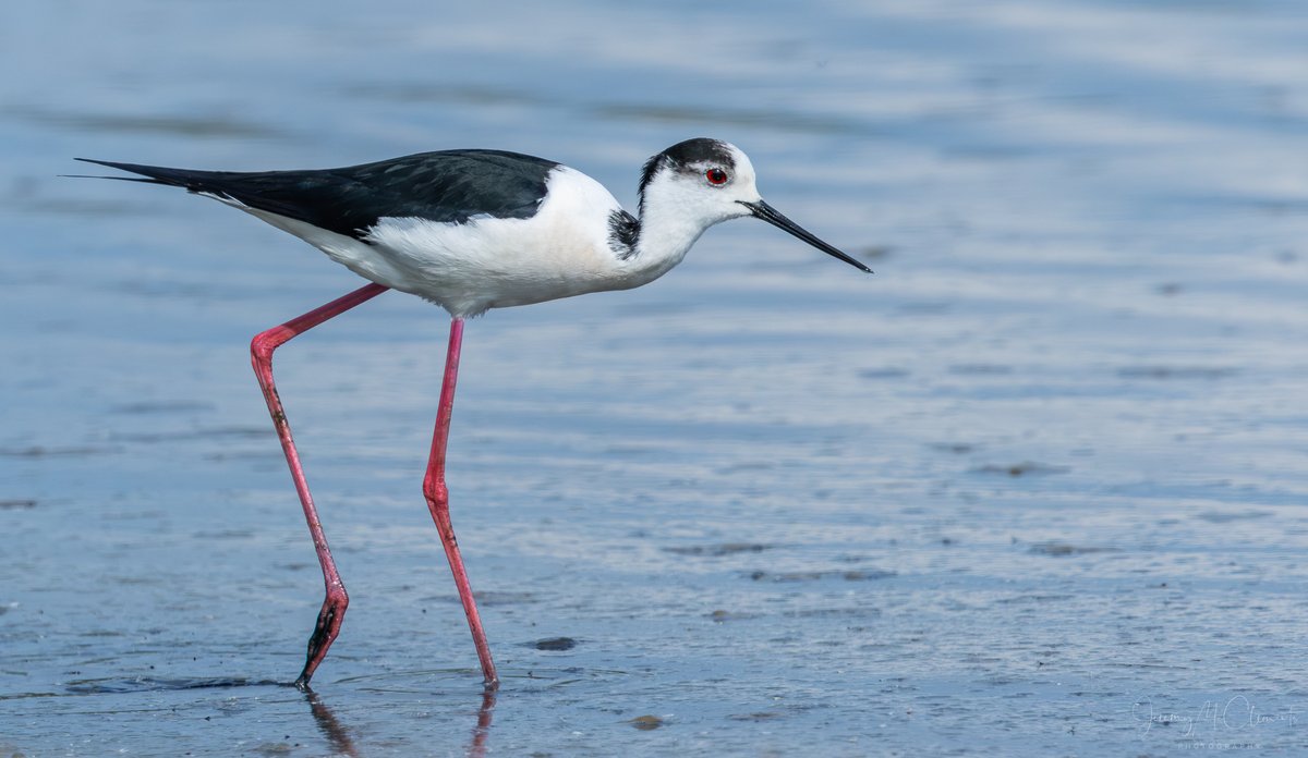 Black-winged Stilts showing well at Seaton Marsh today. <a href="/eastdevon/">East Devon District Council</a> #SeatonWetlands #wildeastdevon <a href="/BirdGuides/">BirdGuides</a> <a href="/RareBirdAlertUK/">RareBirdAlertUK</a>
