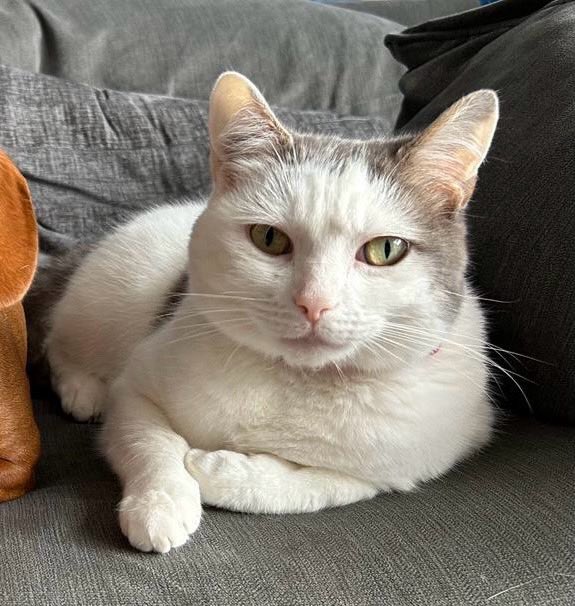 SolihullUpdates's tweet photo. #MISSING: Have you seen Minnie?
4-year-old female white & grey #cat (pink nose) missing since the Easter weekend from #BuryfieldRoad in #Solihull #B91 Microchipped. If there are ANY sightings of her, let SU know. Please REPOST. https://t.co/HQO8Z4nA3h