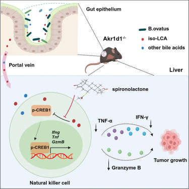 AKR1D1 suppresses liver cancer progression by promoting bile acid metabolism-mediated NK cell cytotoxicity dlvr.it/TKd0WX
