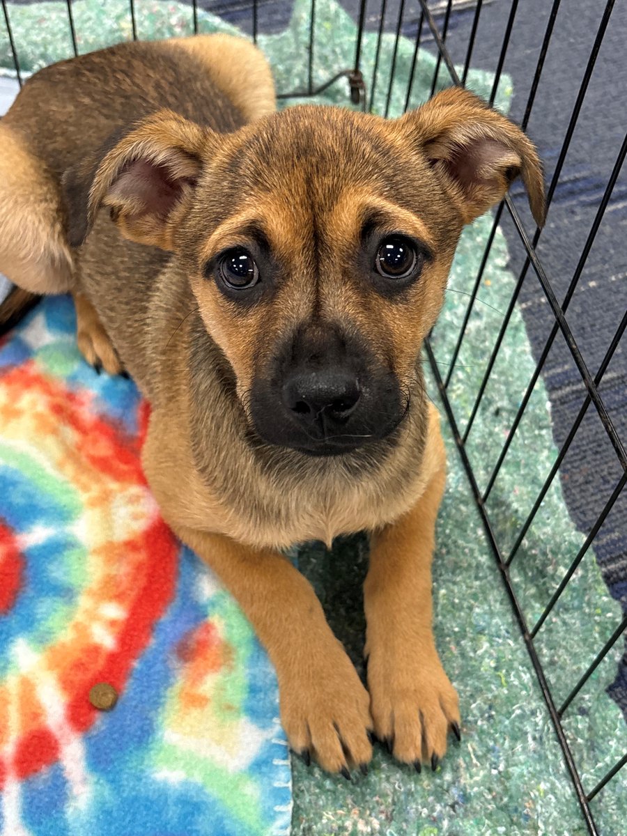 JacxonTECH's tweet image. Nothing says “we appreciate you” like puppies on campus! 🐾🐶
Thanks to @SpecialPals  (Clay &amp;amp; Greenhouse, Katy TX) for the cuddles — all dogs are adoptable! #TeacherAppreciation #Adopt #SpecialPals @katyisd @HaskettJH