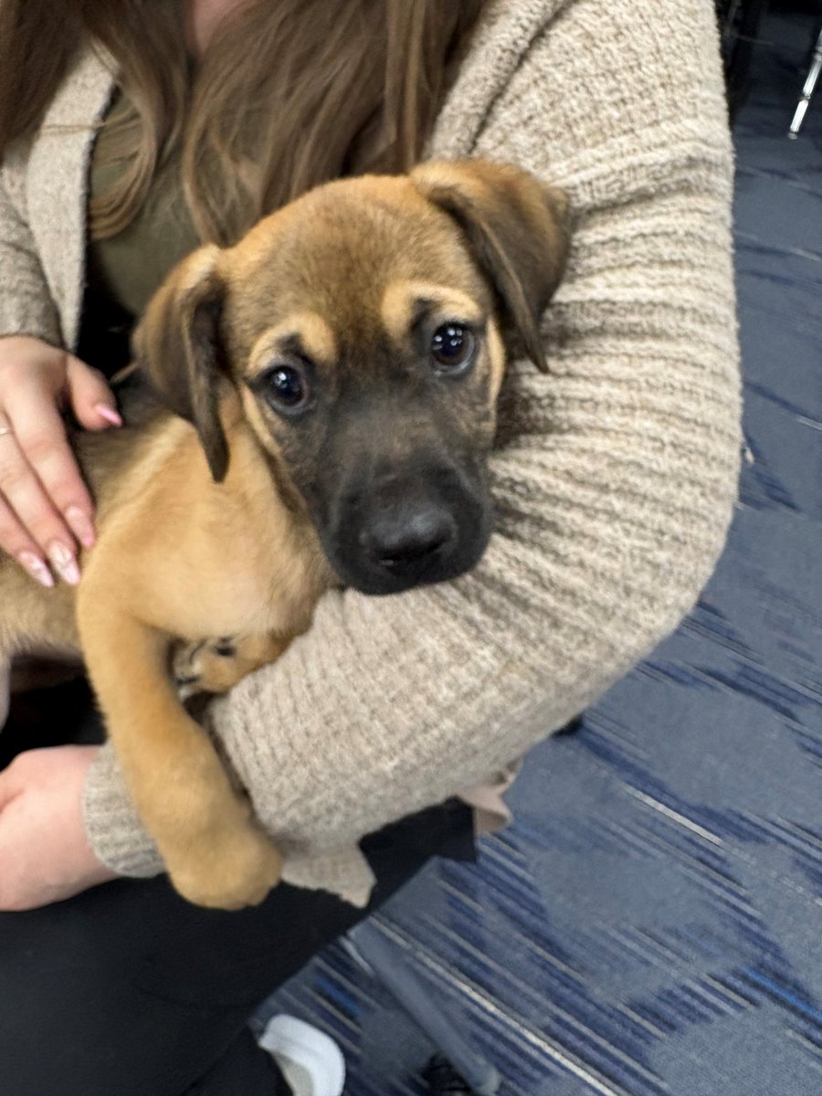 JacxonTECH's tweet image. Nothing says “we appreciate you” like puppies on campus! 🐾🐶
Thanks to @SpecialPals  (Clay &amp;amp; Greenhouse, Katy TX) for the cuddles — all dogs are adoptable! #TeacherAppreciation #Adopt #SpecialPals @katyisd @HaskettJH