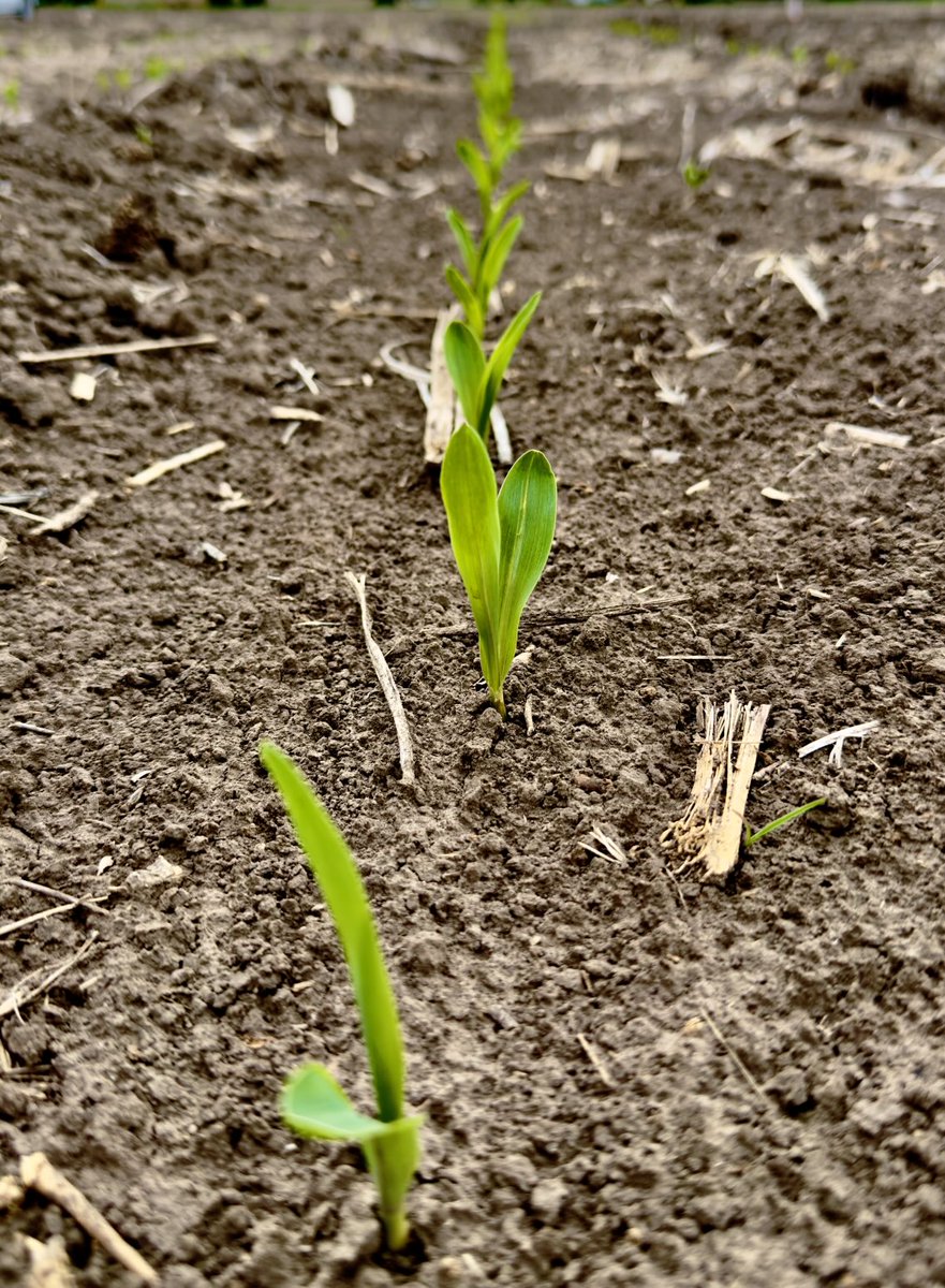 wardynmi's tweet photo. Off to a fast start, the new P10300PCE from Pioneer.  A 110 day hybrid with the potential to hit 300 bu/ac on your best fields. ⁦@PioneerSeeds⁩ #plantpioneer https://t.co/ULFTMWs2zN