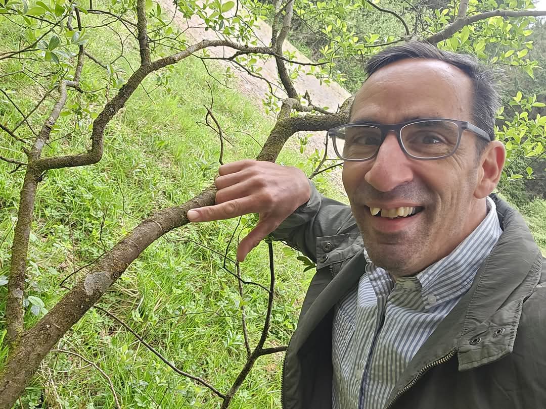 Jamie warren (@jamiewa50042387) on Twitter photo Fingered Cowlwort (Colura calyptrifolia) on willows on the edge of conifer plantations above the Usk reservoir on Monday,typical habitat for it <a href="/BBSbryology/">BBSBryology</a> Fingered Cowlwort (Colura calyptrifolia) on willows on the edge of conifer plantations above the Usk reservoir on Monday,typical habitat for it <a href="/BBSbryology/">BBSBryology</a>