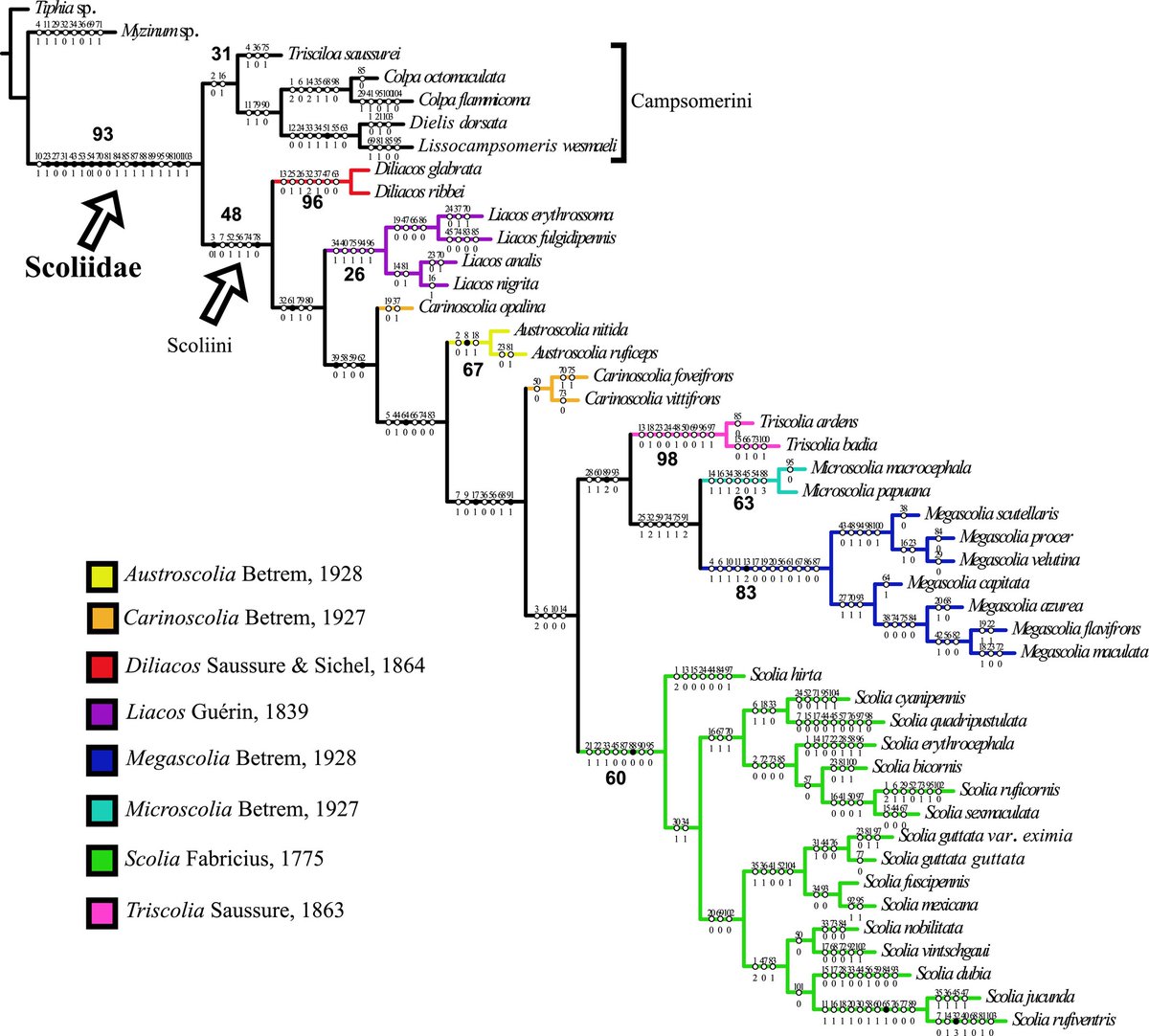 CladisticsAlert's tweet image. ⚠️#NewPaperAlert❗
Phylogenetic analysis and biogeography of 𝙎𝙘𝙤𝙡𝙞𝙖 (Hymenoptera, Scoliidae, Scoliinae): implications for the classification and origin of Scoliini
By Fernandes Golfetti et al.

doi.org/10.1111/cla.12…

#Cladistics #Phylogenetics #Biogeography