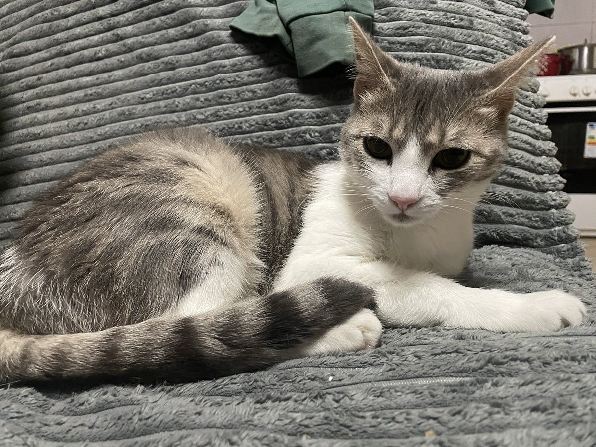 Milica ☺️

Stara godinu dana 

Sterilisana 

Naučena na posip i na dvorište 

Obožava da se igra a najviše da se mazi! 

Za više informacija DM