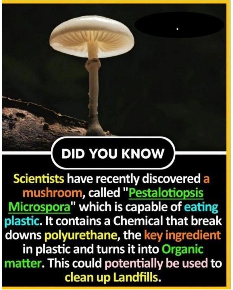 vidyarajshetty's tweet image. Pestalotiopsis microspora is a rare fungus that breaks down plastic (polyurethane) and produces the anticancer drug taxol, thriving even without oxygen—making it valuable for eco and medical use.

#PlasticDegradation #Biotech #Anticancer #FungusPower #Sustainability
