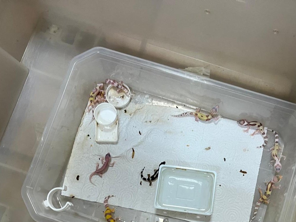 YASA DIŞI EGZOTİK HAYVAN TİCARETİNE DARBE 

Bursa ekiplerimiz, Bursa Emniyet Müdürlüğü ile koordineli olarak yürütülen operasyonda, Bursa'nın Yıldırım ve Mudanya ilçelerinde yasa dışı şekilde bulundurulan egzotik türlere el koydu.

📍 Yıldırım ilçesinde:
🐍 3 metre uzunluğunda,