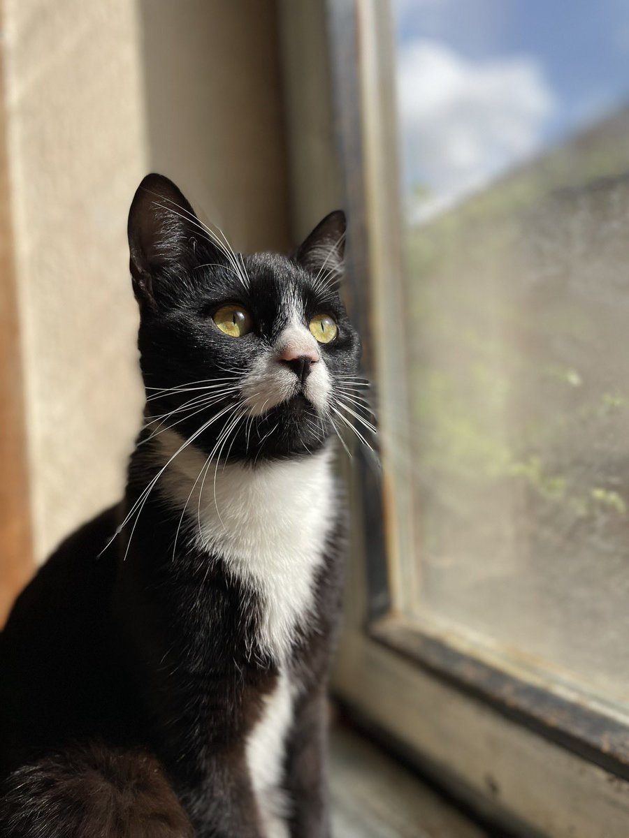 Felix 

Star 2 godine 

Kastriran 

Naučen na posip i na dvorište 

Pravi maneken 🥰

Za sve informacije DM