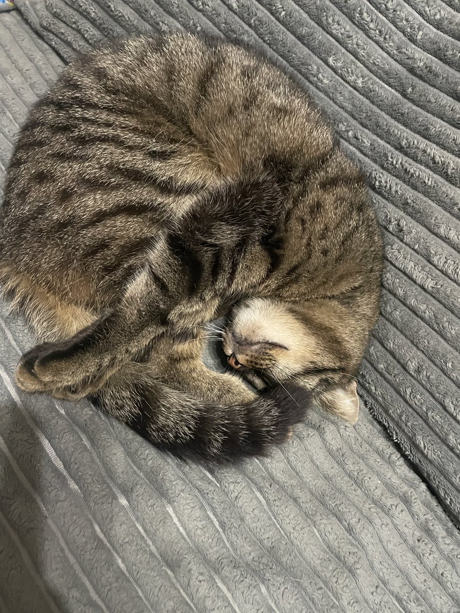 Maza 🥹

Posebna priča o njoj. 

Dobila je ime Maza jer je prava Mazulja ! A tek sto voli da priča ❤️

Sterilisana 

Naučena na posip i na dvorište. 

Za više informacija DM