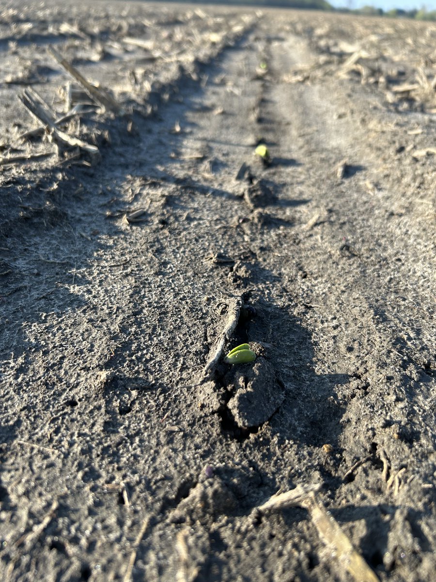 First #YieldHeroEast soybeans coming out of the ground in Niagara. <a href="/PioneerSeedsCA/">Pioneer Seeds Canada</a>