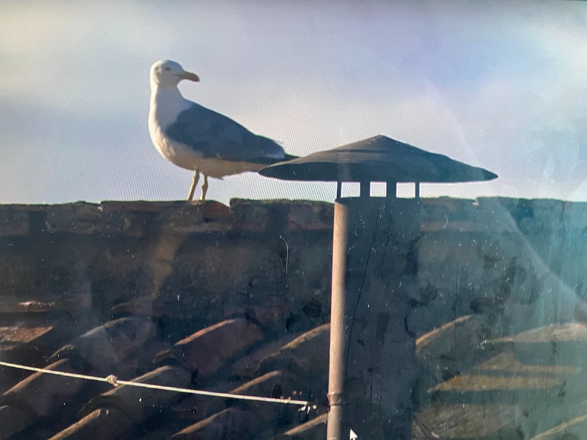 I’m really respecting the main character energy from this bird