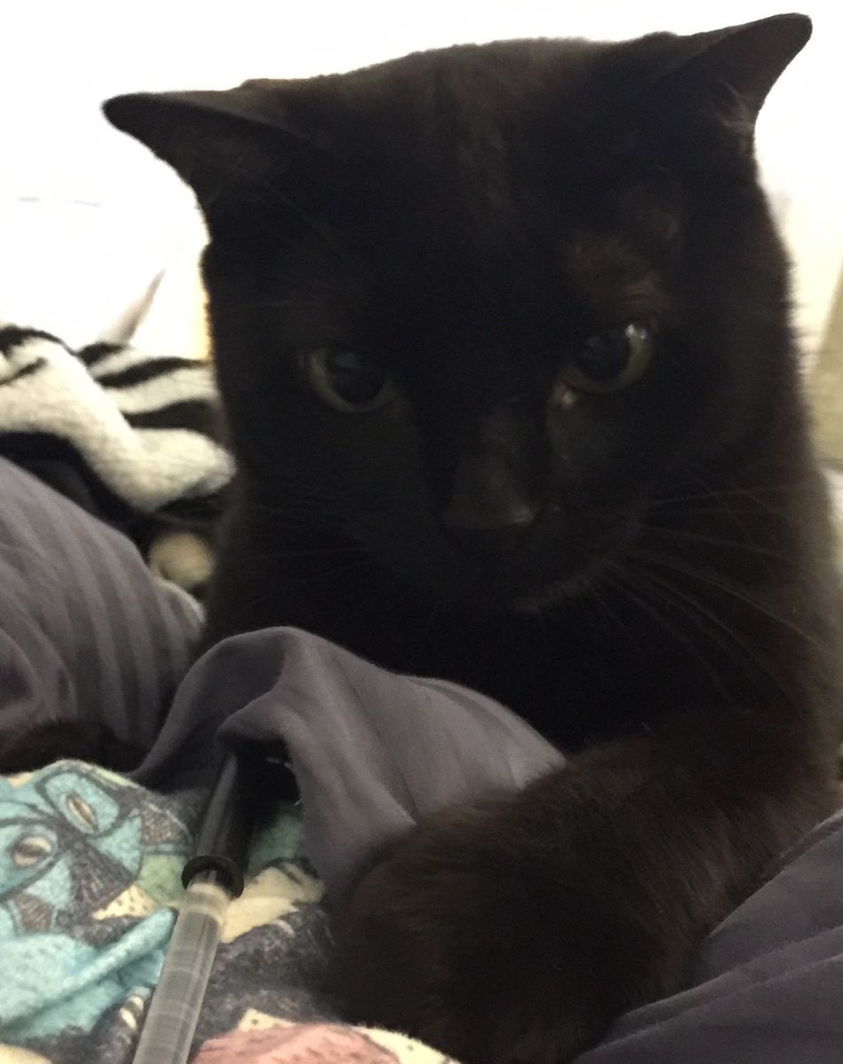 Black cats are not bad luck (@visualscat) on Twitter photo 