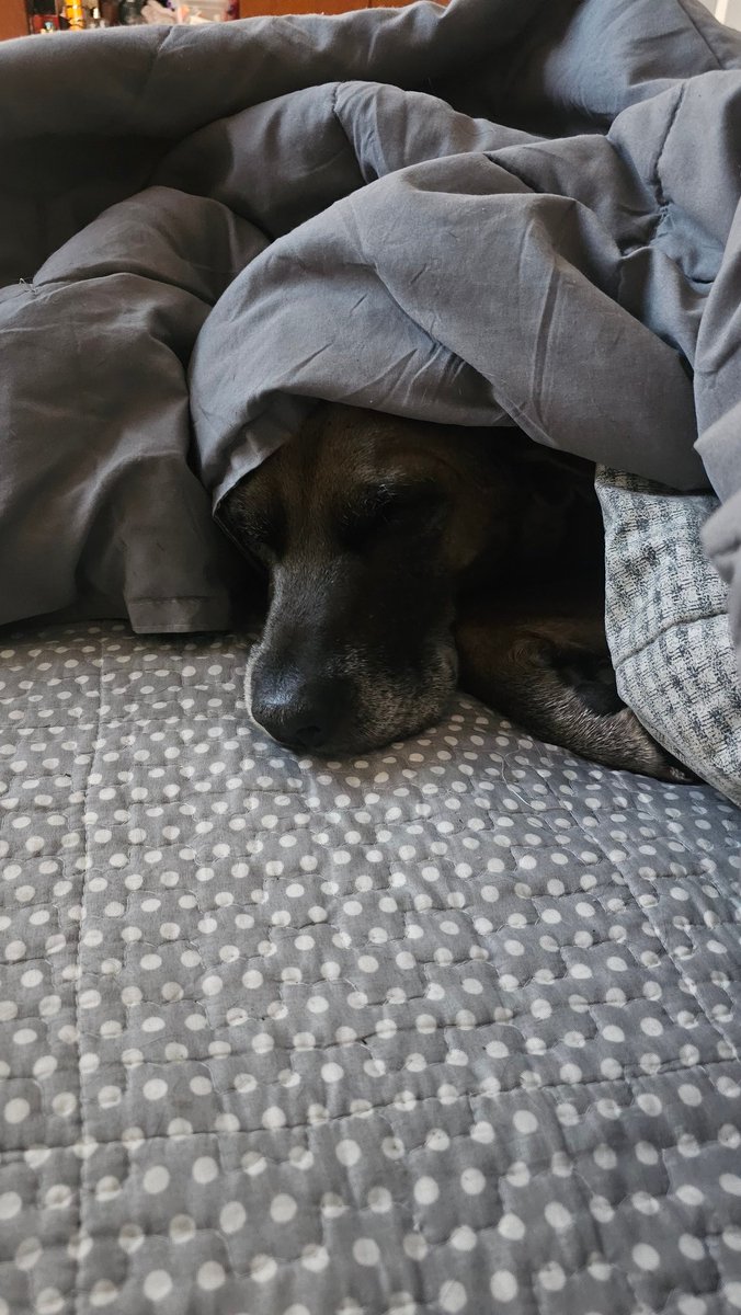 pankxa23's tweet photo. Mi perro... hace frio y automaticamente se tapa #MuchoGustoMega #Frio #DogLovers https://t.co/HQSc9gMiAT