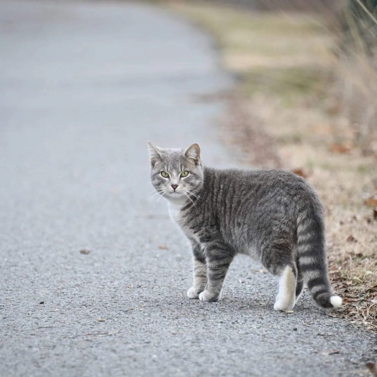 In case you needed a reason to buy this shirt, here’s who you’re supporting…

This nonprofit helps take care of the feral cats that now roam the abandoned SCI Pittsburgh.

All profit made will be donated to the Pittsburgh Prison Cats after our campaign ends on June 30th!