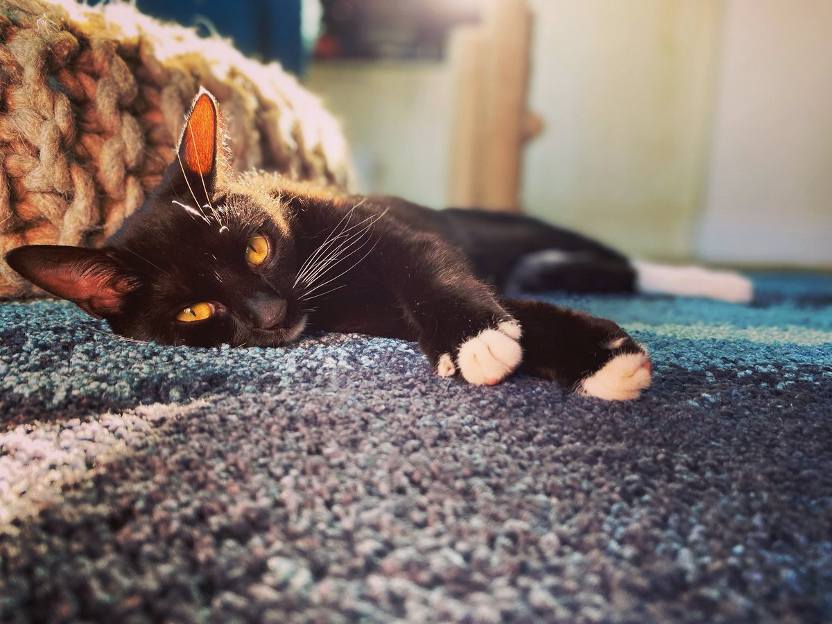 Sonya Palmer tweet media