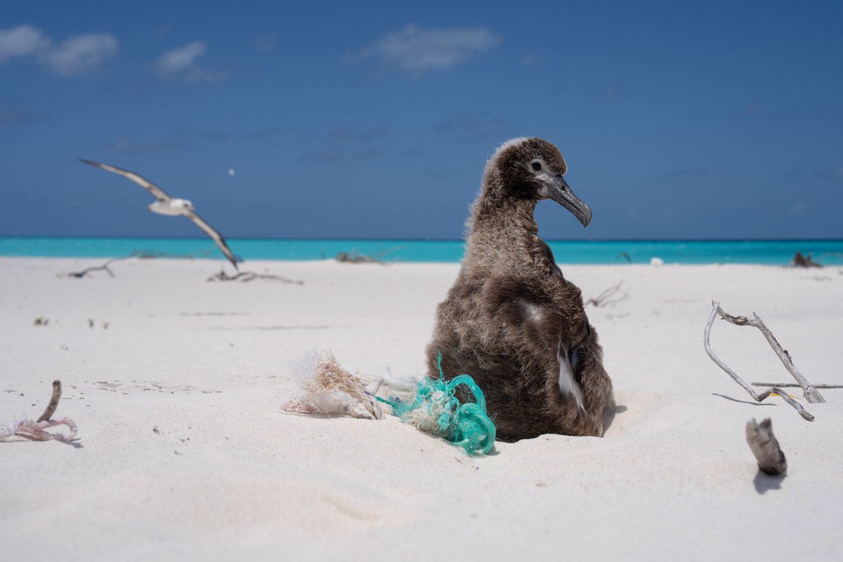 NOAA Marine Debris Program (@noaadebris) on Twitter photo Have you ever seen an albatross? The <a href="/pmdphawaii/">PapahÄnaumokuÄkea Marine Debris Project</a> team just wrapped up their mission to Kuaihelani (Midway Atoll, Pihemanu) and saw first hand all the ways that marine debris impacts albatross. Learn more. marinedebris.noaa.gov/removal/removi⦠Have you ever seen an albatross? The <a href="/pmdphawaii/">PapahÄnaumokuÄkea Marine Debris Project</a> team just wrapped up their mission to Kuaihelani (Midway Atoll, Pihemanu) and saw first hand all the ways that marine debris impacts albatross. Learn more. marinedebris.noaa.gov/removal/removiā¦