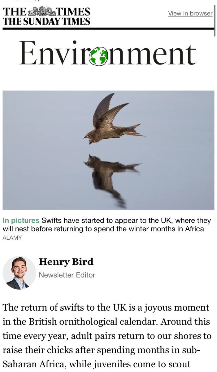 Swifts fly into the nationals again, this time with The Times - Aptly named Henry Bird interviewed me in Parliament last week while I was scrawling pleas in 70 copies of #NatureNeedsYou for the cabinet &amp; other VIP Ministers 😬👀♥️ link.thetimes.co.uk/view/62e2a8a33…