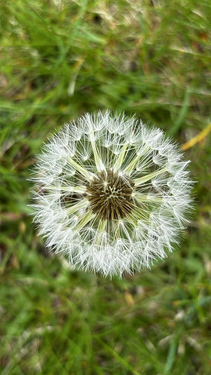 Dandelion