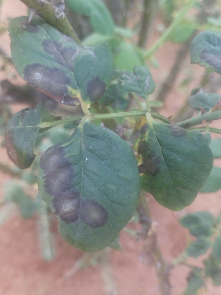 Black spot is a destructive disease of #Rose by fungus Diplocarpon rosae 
Symptoms :black, irregular spots on leaves, stems &amp;occasionally petals. thrives in warm, moist conditions &amp;spreads through splashing water. #flower #fungi
#plantdisease 
<a href="/alabamaED/">Ed Sikora</a> <a href="/ICAR_IIHR/">ICAR-IIHR</a> <a href="/AgriExperts/">AgriExperts</a>